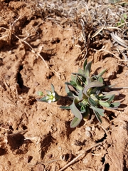 Holosteum umbellatum