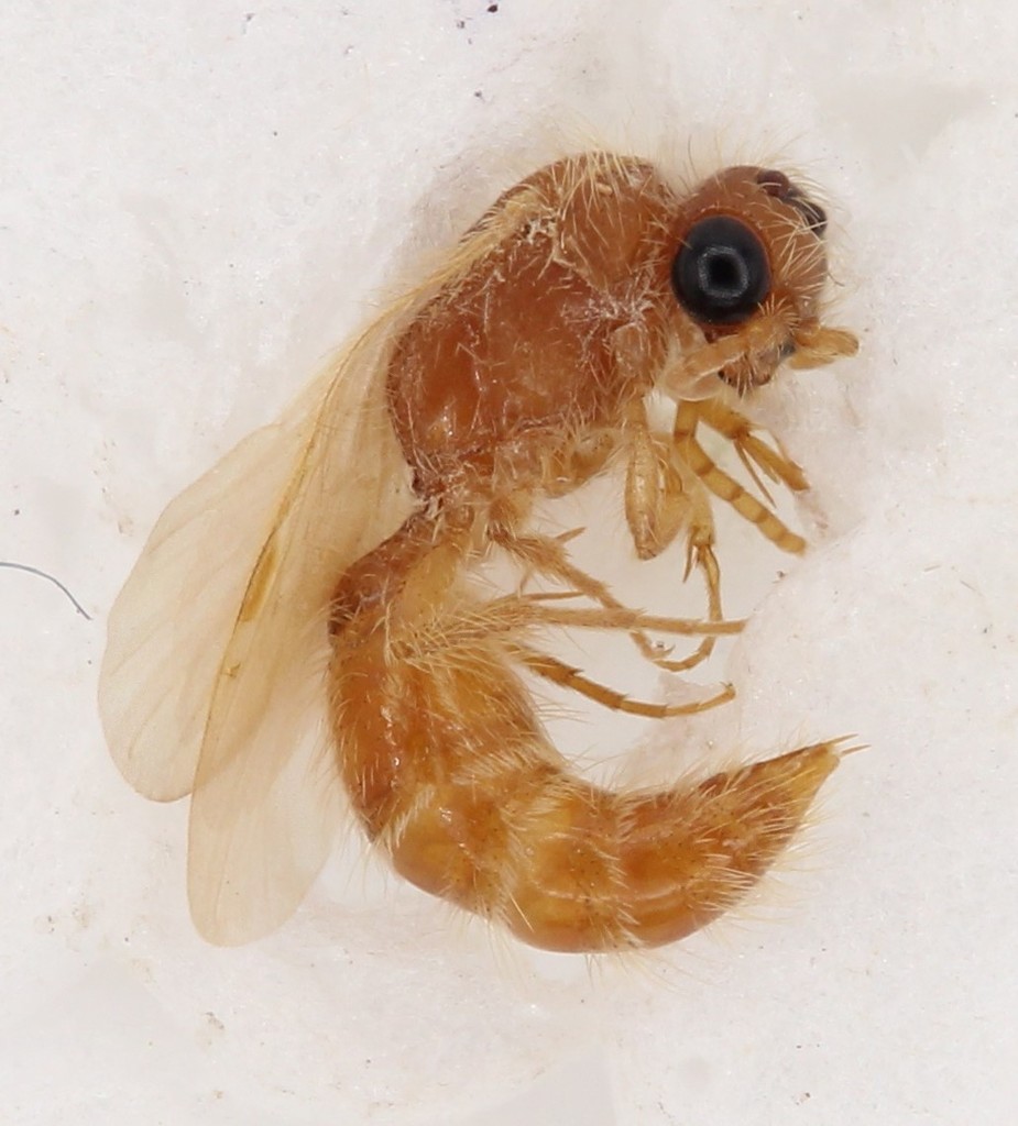 Sphaeropthalma becki