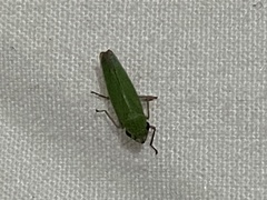 Draeculacephala clypeata