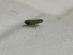 Draeculacephala clypeata