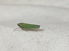 Draeculacephala clypeata