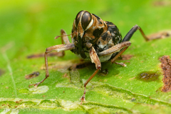 Zygopini