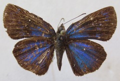 Paches loxus gloriosus