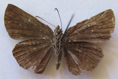 Paches loxus gloriosus