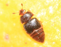 Colopterus truncatus