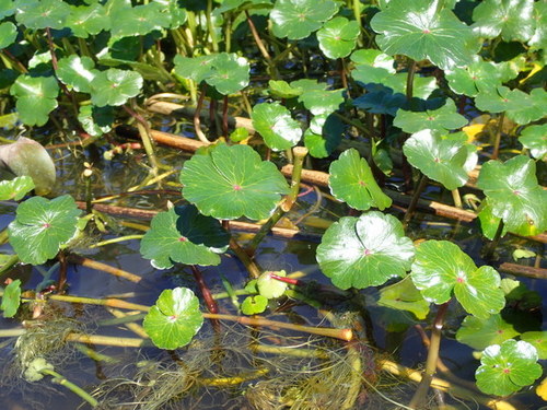 Hydrocotyle ranunculoides image