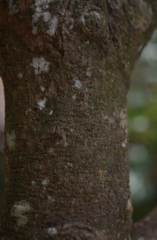 Barringtonia integrifolia