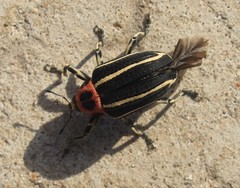Neodiplogrammus quadrivittatus