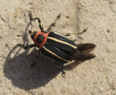 Neodiplogrammus quadrivittatus