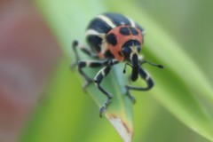 Neodiplogrammus quadrivittatus