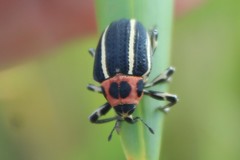 Neodiplogrammus quadrivittatus