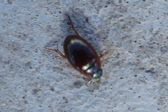 Tropisternus scutellaris