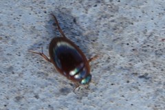 Tropisternus scutellaris