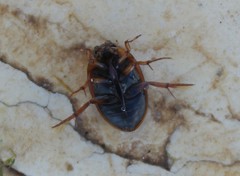 Tropisternus scutellaris