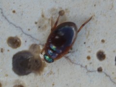 Tropisternus scutellaris