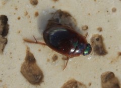 Tropisternus scutellaris