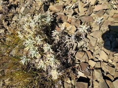 Delphinium glareosum