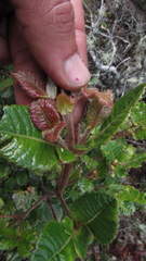 Weinmannia rollottii