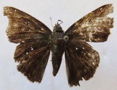Ouleus calavius