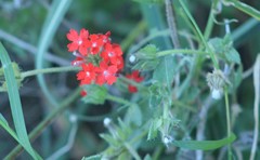Glandularia peruviana