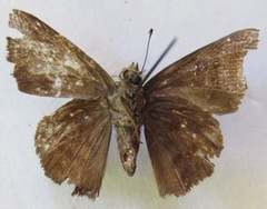 Ouleus calavius