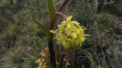 Epidendrum zipaquiranum