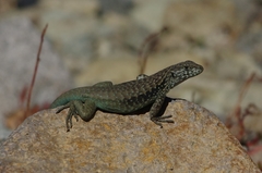 Liolaemus chillanensis