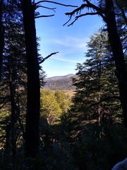 Liolaemus chillanensis