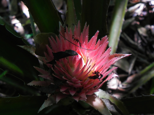 Image of Ananas macrodontes by (c) Thomaz Ricardo Favreto Sinani, some rights reserved (CC BY)