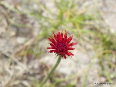 Isostigma