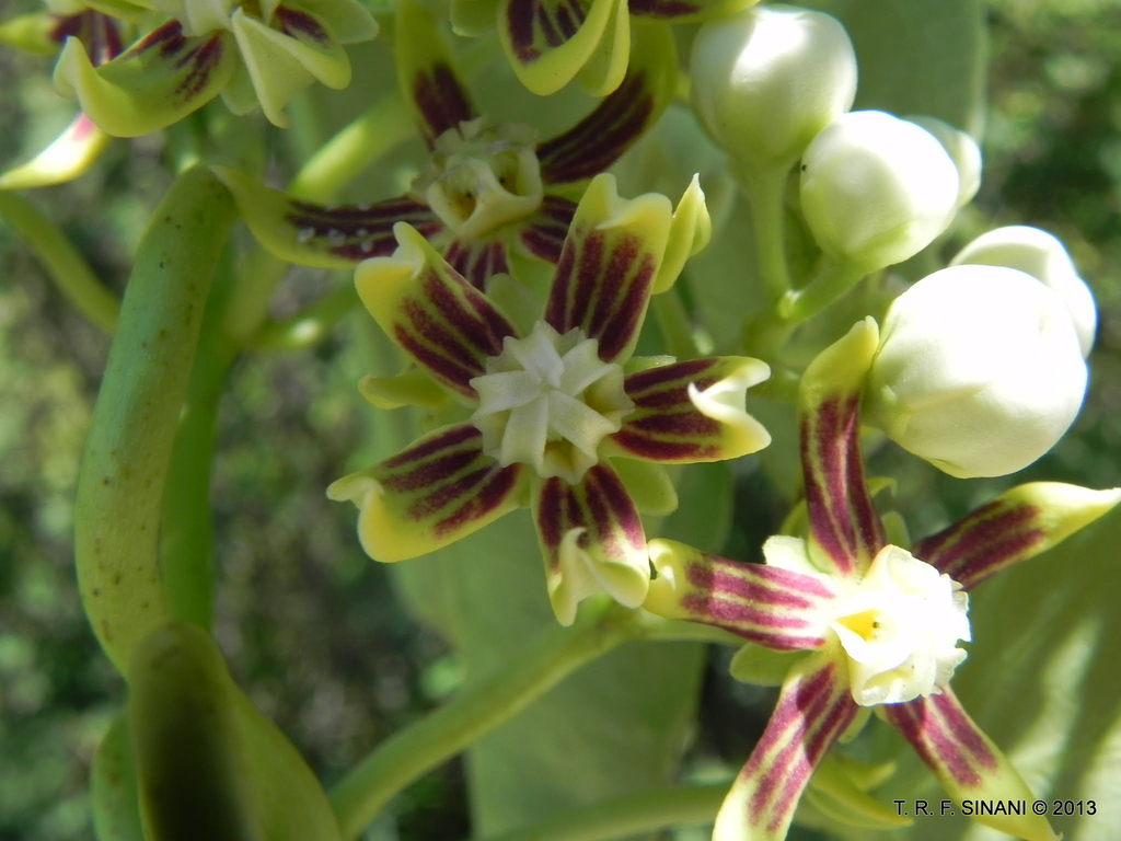 Cynanchum montevidense