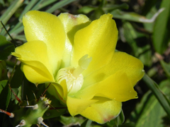 Opuntia retrorsa