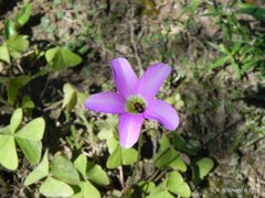 Oxalis triangularis