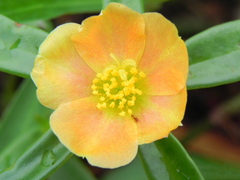Portulaca mucronata