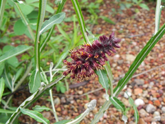 Pterocaulon purpurascens