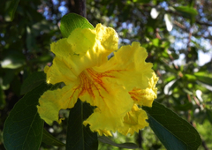 Tabebuia nodosa