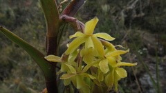 Epidendrum zipaquiranum