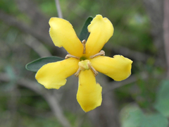 Tocoyena formosa