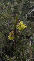 Epidendrum zipaquiranum