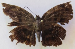 Achlyodes busirus heros