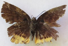 Achlyodes busirus heros
