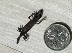 Christinus marmoratus