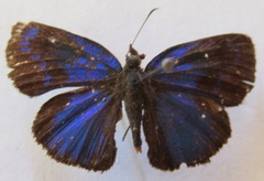 Paches loxus gloriosus