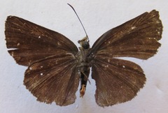 Paches loxus gloriosus