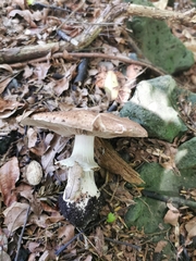 Pseudochitonia