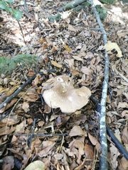 Pseudochitonia