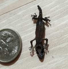 Christinus marmoratus
