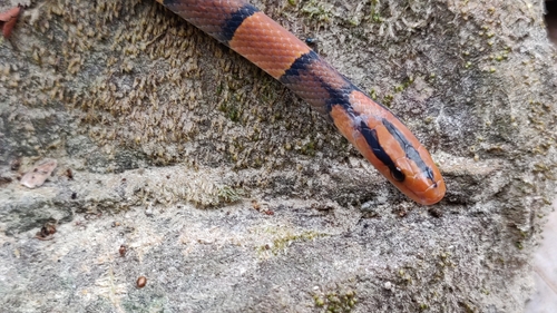 Black-banded Trinket Snake, Oreocryptophis porphyraceus