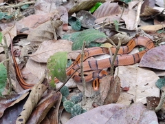 Oreocryptophis porphyraceus