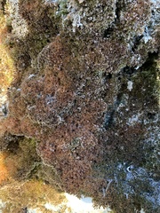 Gymnostomum aeruginosum